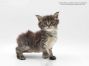 Maine Coon Kitten aus Sachsen