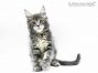 Brady of Maine Coon Castle 10 Wochen alt, 1530g