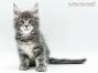 Brady of Maine Coon Castle 8 Wochen alt, 1201g