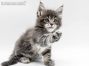 Brady of Maine Coon Castle 6 Wochen alt, 835g