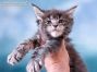 Brady of Maine Coon Castle 5 Wochen alt, 675g