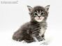 Brady of Maine Coon Castle 4 Wochen alt, 597g