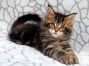 Dana of Maine Coon Castle 8 Wochen alt, 895g