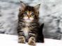 Dana of Maine Coon Castle 6 Wochen alt, 595g