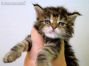 Dana of Maine Coon Castle 4 Wochen alt, 399g