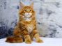 Detlef of Maine Coon Castle 12 Wochen alt, 1923g