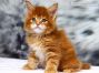 Detlef of Maine Coon Castle 6 Wochen alt, 773g