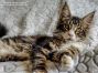 Diego of Maine Coon Castle 18 Wochen alt, 2660g