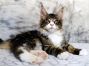 Diego of Maine Coon Castle 16 Wochen alt, 2380g