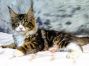 Diego of Maine Coon Castle 14 Wochen alt, 1985g