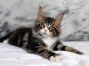 Diego of Maine Coon Castle 10 Wochen alt, 1358g