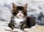 Diego of Maine Coon Castle 7 Wochen alt, 845g