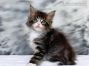 Diego of Maine Coon Castle 6 Wochen alt, 640g