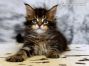 Dietmar of Maine Coon Castle 7 Wochen alt, 908g