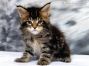 Dietmar of Maine Coon Castle 6 Wochen alt, 668g