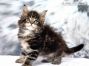 Dina of Maine Coon Castle 6 Wochen alt, 658g