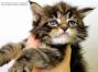 Dina of Maine Coon Castle 4 Wochen alt, 488g