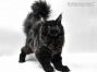 Gustl of Maine Coon Castle 5,5 Monate alt, 3875g