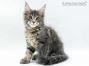 Inka of Maine Coon Castle 11 Wochen alt, 1485g