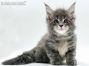 Inka of Maine Coon Castle 6 Wochen alt, 859g