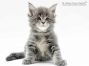 Inka of Maine Coon Castle 5 Wochen alt, 673g