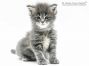 Inka of Maine Coon Castle 4 Wochen alt, 549g