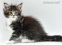 Jan of Maine Coon Castle 5 Wochen alt, 836g