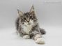 Jil of Maine Coon Castle 18 Wochen alt