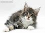 Jil of Maine Coon Castle 10 Wochen alt, 1355g