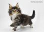 Bertha of Maine Coon Castle 8 Wochen alt, 985g