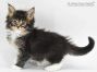 Bertha of Maine Coon Castle 5 Wochen alt, 624g