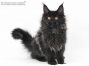 Debby of Maine Coon Castle 15 Wochen alt