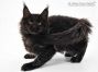 Debby of Maine Coon Castle 13 Wochen alt, 1805g