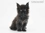 Debby of Maine Coon Castle 6 Wochen alt, 713g