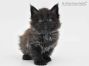 Dora of Maine Coon Castle 6 Wochen alt, 834g