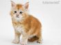 Flavio of Maine Coon Castle 5 Wochen alt, 766g