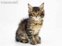 Gina of Maine Coon Castle 9 Wochen alt, 1041g