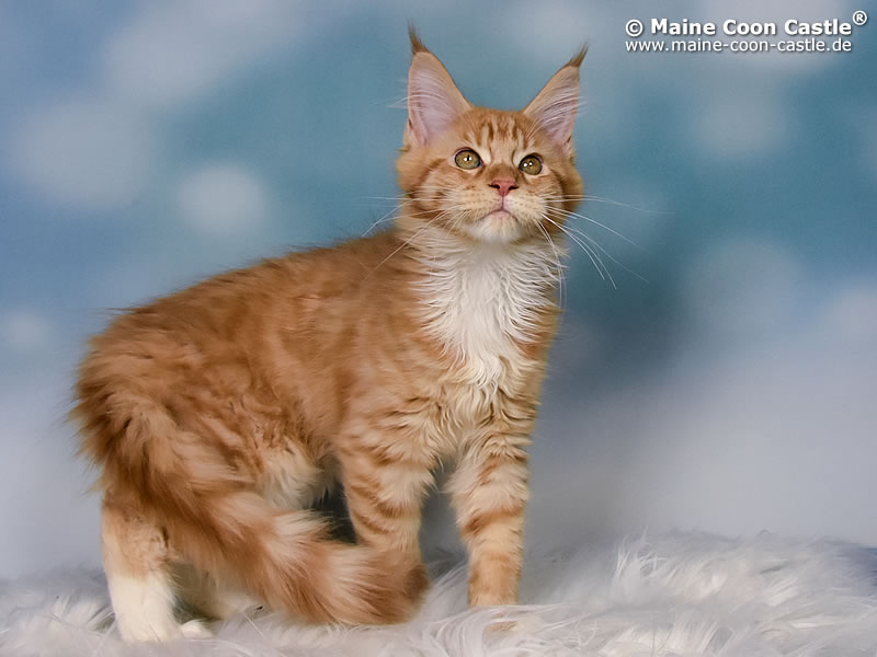 Maine Coon Katze Foxhilltigers Emely