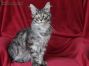 Amaris of Maine Coon Castle 7 Monate alt