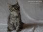 Kitten of Maine Coon Castle