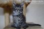 Kitten of Maine Coon Castle