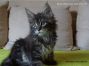 Maine Coon Baby 10 Wochen alt