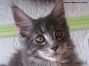 Female Maine Coon Kitten 14 Wochen