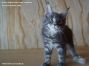 Female Maine Coon Kitten 12 Wochen