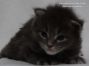 Maine Coon Baby 15 Tage alt, 400g