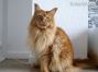 red male Maine Coon Kater