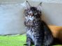 male black-tabby-mc Maine Coon Kitten