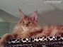 Maine Coon Youngster