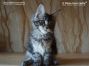 female black-silver-tabby-mc Maine Coon Baby