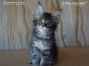 female black-silver-tabby-mc Maine Coon Baby